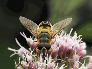 Des solutions qui ne préserveront pas les abeilles