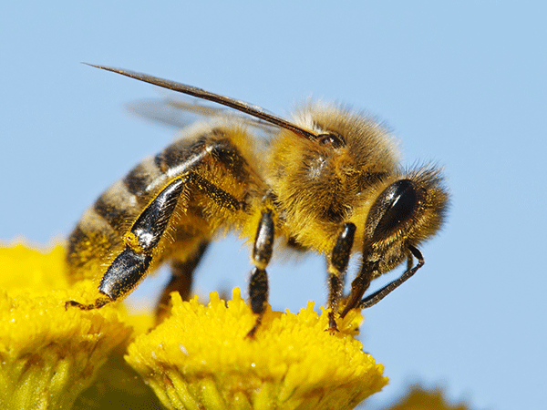 Les scientifiques sont sur la piste des insecticides fatals aux insectes pollinisateurs