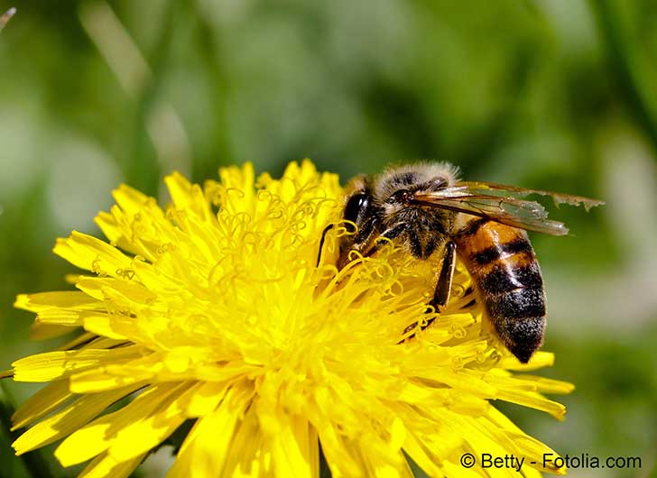 La sauvegarde des pollinisateurs est vitale pour la scurit alimentaire et lemploi