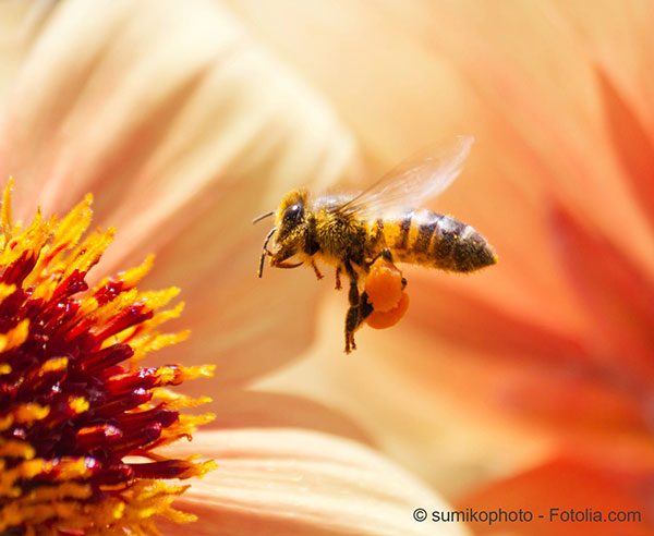 Lhcatombe des abeilles explique par le bouleversement social dans les ruches