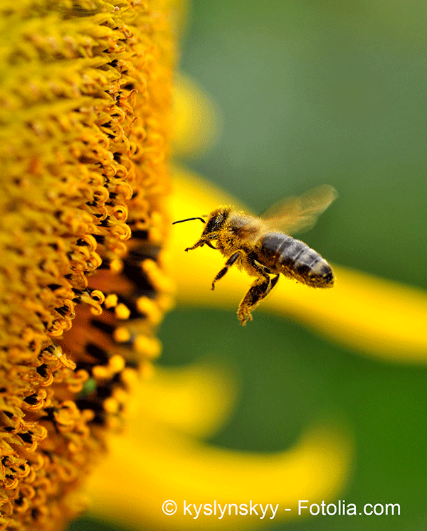 Non-lieu pour Bayer propriétaire du Gaucho impliqué dans la mortalité des abeilles