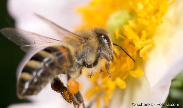 Une rcente tude chiffre le service rendu en France par les insectes pollinisateurs