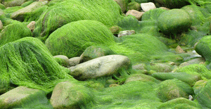 Impuissance des pouvoirs publics face aux algues vertes en Bretagne