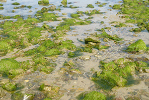 Les algues vertes sont de retour sur plages du Finistère et des Côtes d