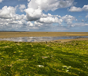 Les algues vertes se propagent au-del de la Bretagne
