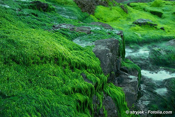 L’Etat doit repenser la lutte contre la présence des algues vertes sur les plages bretonnes