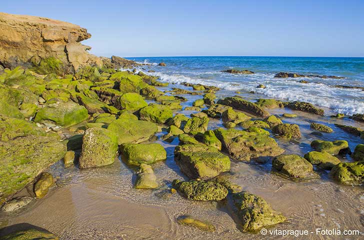 La justice vient de réouvrir le dossier des algues vertes
