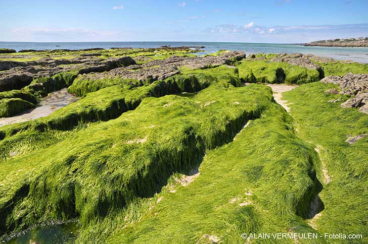 Les algues vertes ont fait leur cinéma en Bretagne