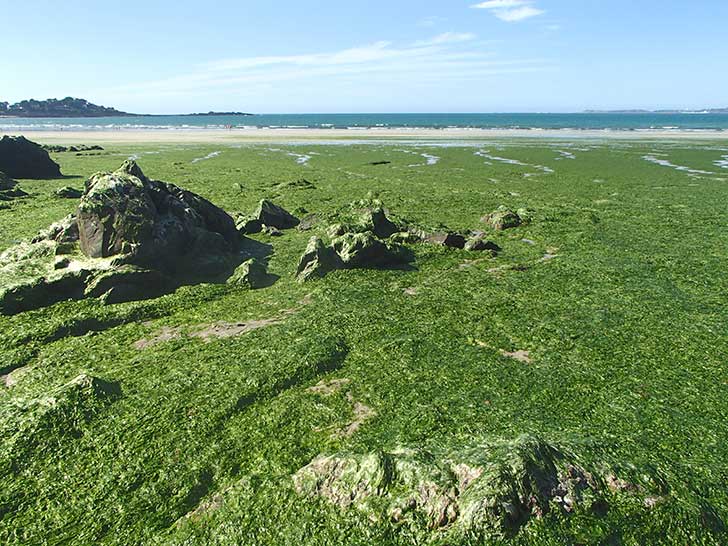 Mares vertes en Bretagne : la baie de Douarnenez submerge par les algues