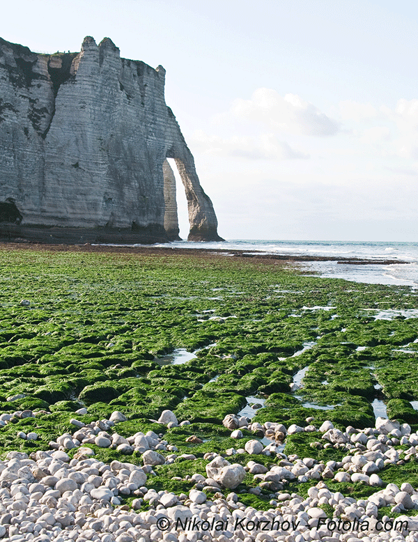 Les algues vertes gagnent la Normandie