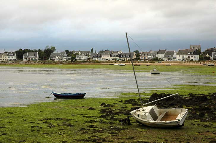 Algues vertes en Bretagne : la justice tranche, ltat partiellement responsable dun dcs