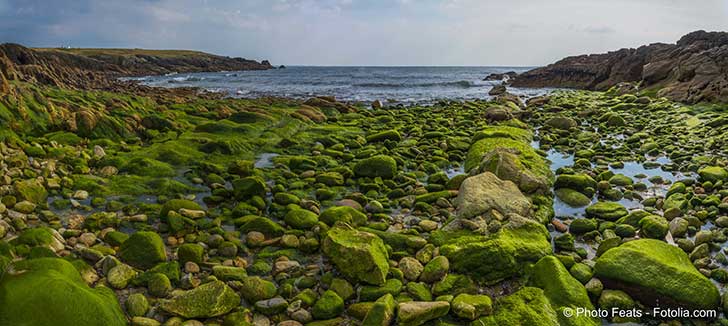 Les algues vertes en se dcomposant sur les plages dgagent un gaz mortel lhydrogne sulfur