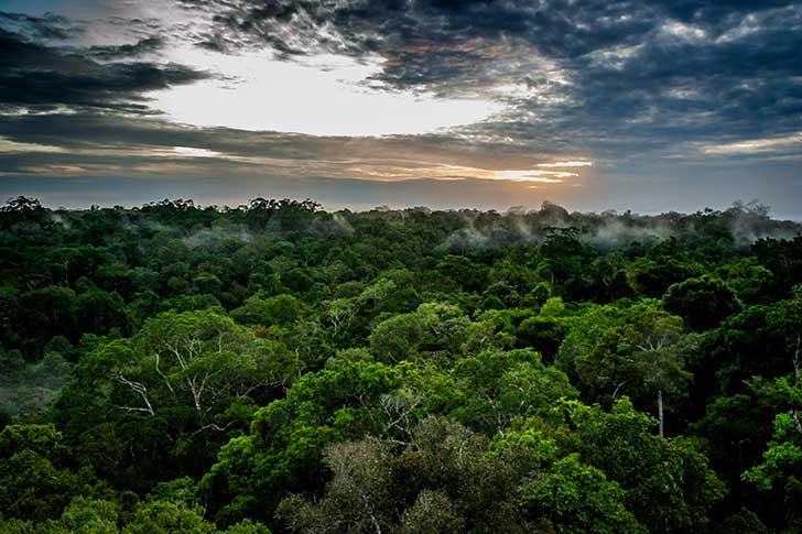 La fort amazonienne est la proie des flammes