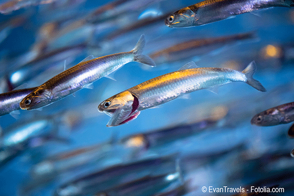 Le rchauffement des eaux du Pacifique fait fuir les anchois des ctes pruviennes