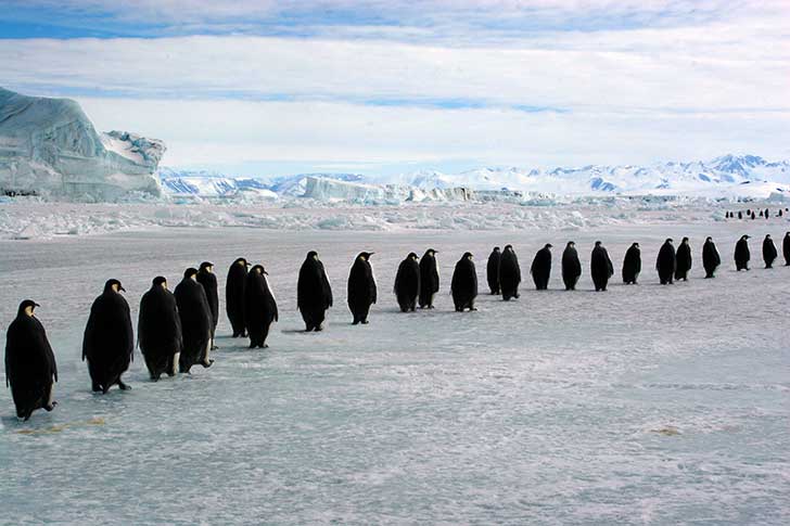 La France reoit pendant dix jours la 43me Runion consultative du trait sur lAntarctique