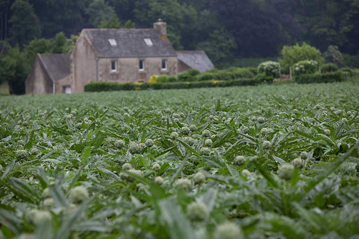 Lagriculture productiviste bretonne se met en question