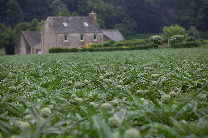 Lagriculture productiviste bretonne se met en question