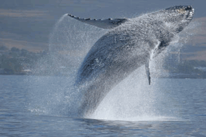 Pas de répit pour les baleines