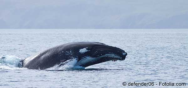Le Japon se moque du moratoire international de la chasse à la baleine
