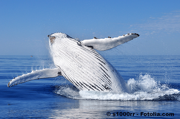 La Cour Internationale de justice vole au secours des baleines de l