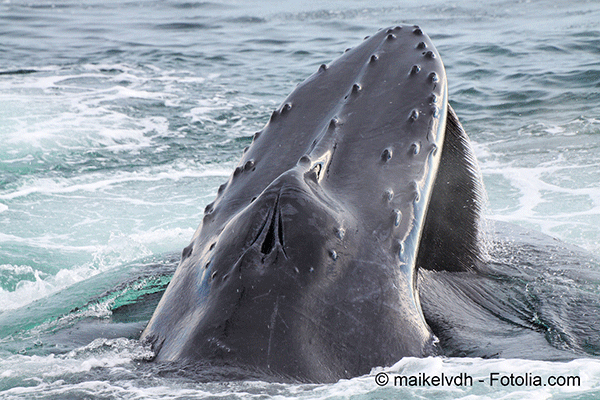 Face  la protection des baleines, la Norvge fait bande  part