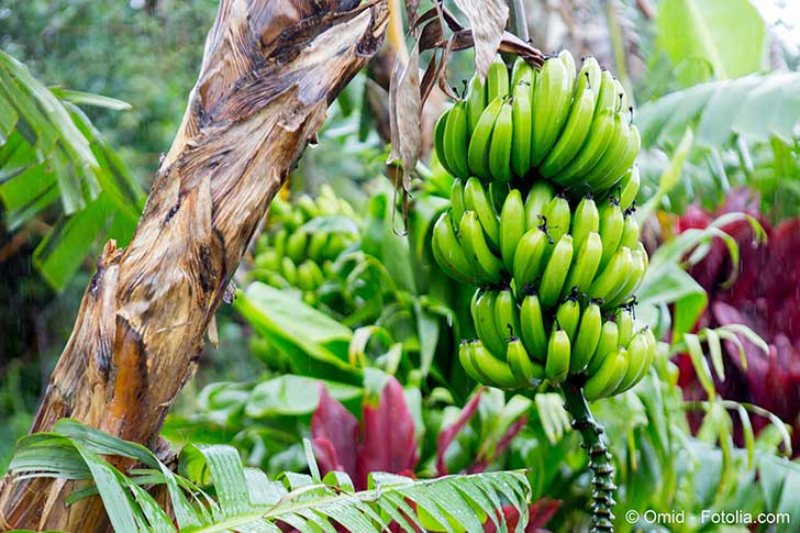 On semble dcouvrir un problme sanitaire aux Antilles li aux bananes