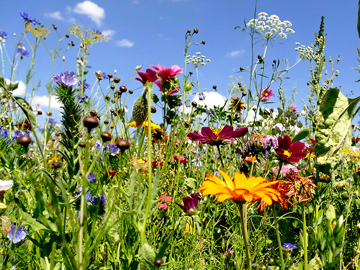 Valeur de la biodiversité au-delà de sa valeur marchande (Erik Kauf)