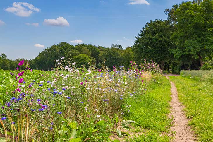 La lutte pour le climat et la protection de la biodiversité sont intimement liées (Erik Kauf)