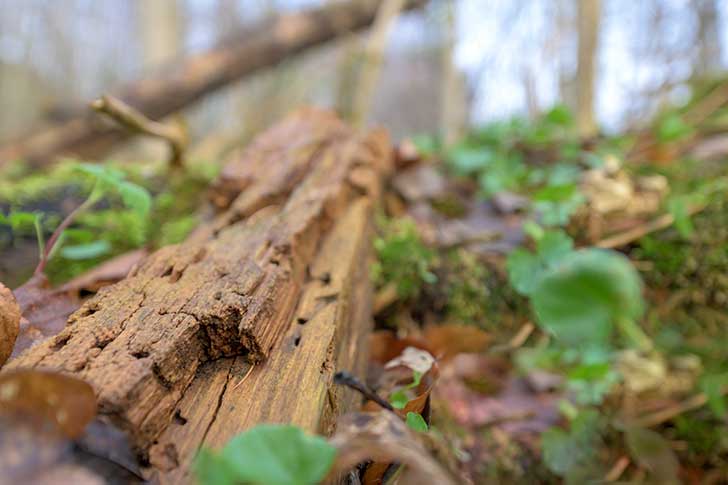 Le rseau des Conservatoires despaces naturels entre en action