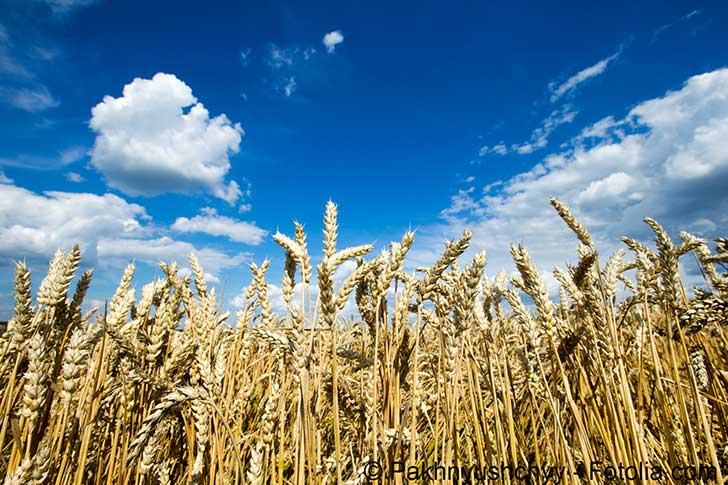 Le risque de baisse de la production de bl� a fait augmenter de 70 % son prix depuis le d�but de l�ann�e
