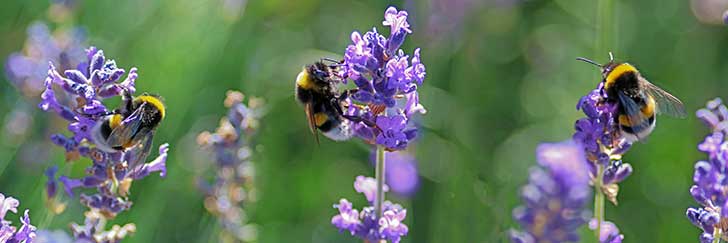 Les insectes pollinisateurs ne sont pas protgs dans lUnion europenne