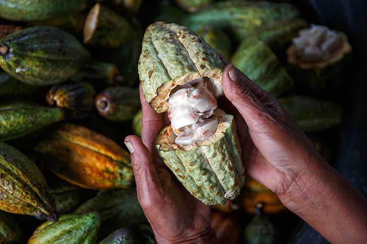 Les mauvaises perspectives de récolte de cacao ont fait flamber les cours
