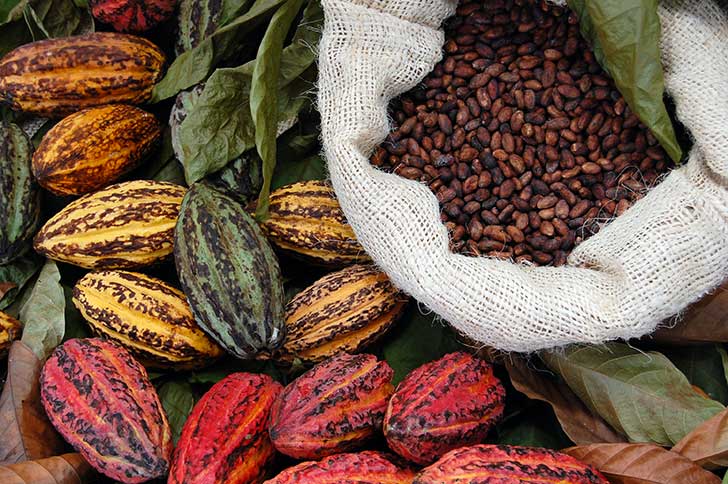 La Côte d’Ivoire produit du cacao bio et équitable dans le cadre d’une filière durable