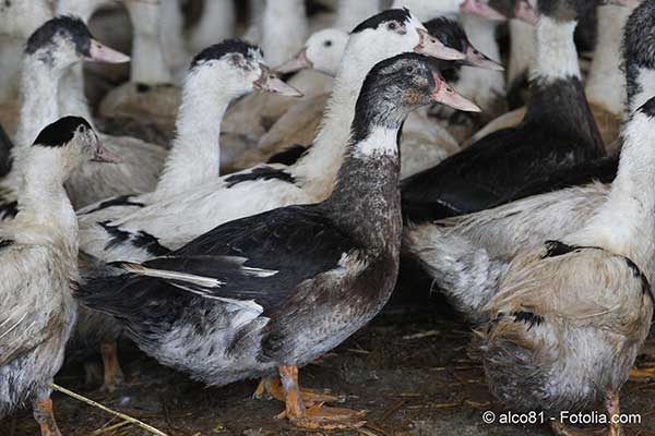 La grippe aviaire qui svit dans le Sud-Ouest risque de nous priver de foie gras