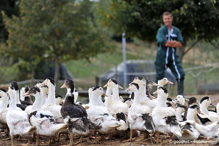 La grippe aviaire actuelle risque de laisser des traces