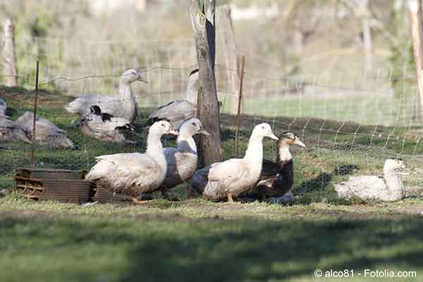La filire de production de canard est affecte par la grippe aviaire