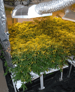 Ne pensez plus  dpnaliser le cannabis