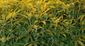 Le cannabis a des vertus th�rapeutiques non reconnues en France