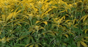 On reparle du cannabis  usage thrapeutique