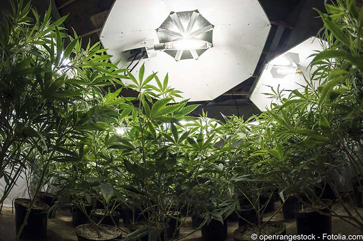 La libération du cannabis aux Etats-Unis y a créé une industrie florissante