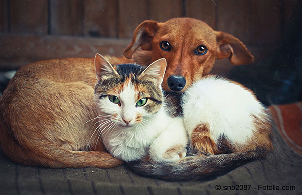 Nos animaux de compagnie sont des tres sensibles