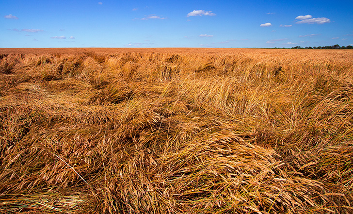 Lagriculture et lalimentation ont toujours t les parents pauvres des dbats sur le climat