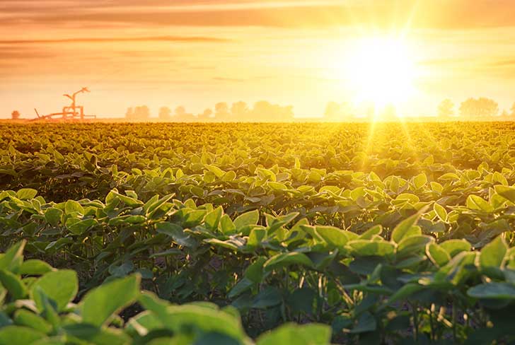 La Banque mondiale préconise la réorientation du système agroalimentaire