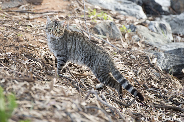 LAustralie est submergée par les chats harets