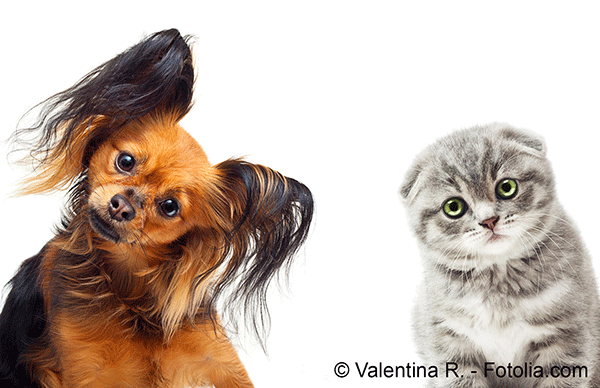 Comment les Fran�ais appr�hendent la relation avec leurs chiens et chats ?