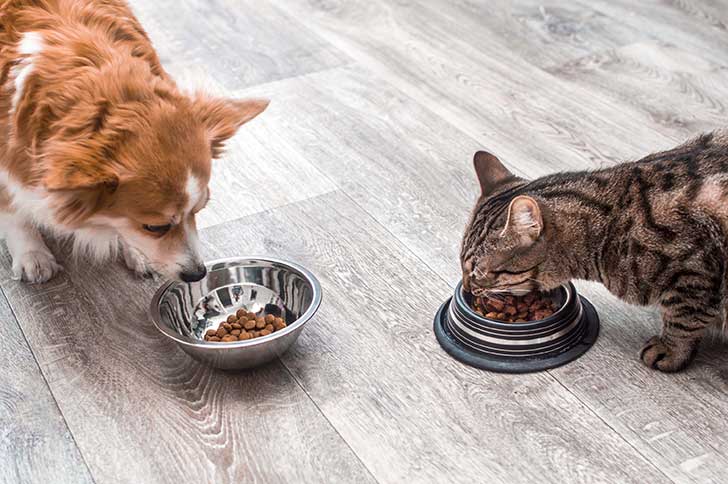 Les animaux de compagnie co�tent-ils de plus en plus cher � leurs propri�taires ?