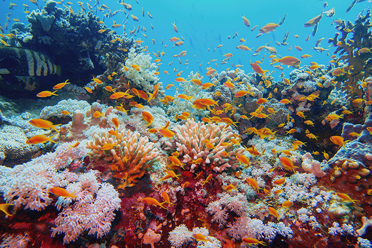 L�Australie s�active � la pr�servation et la restauration de la Grande Barri�re de corail