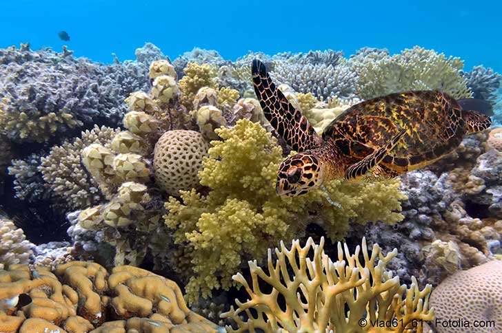 La Grande Barrière de corail d’Australie est exposée aux conséquences du réchauffement climatique