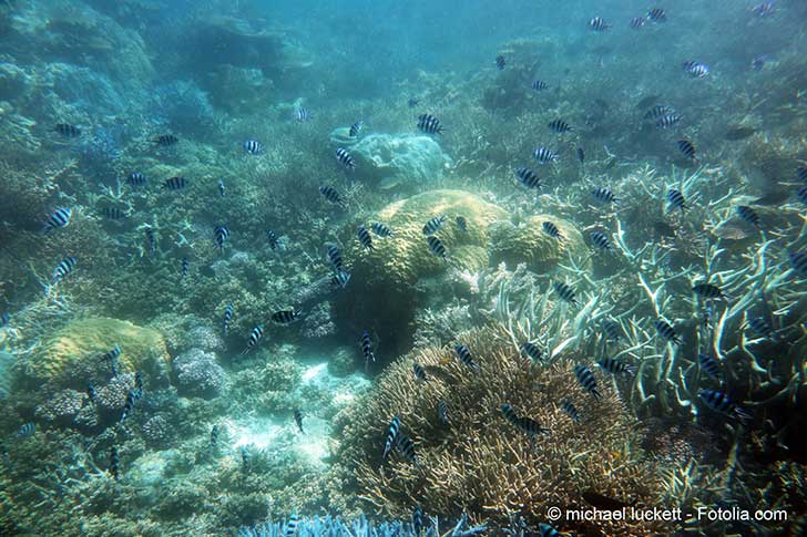 Appel au secours à l’Unesco pour la Grande Barrière de corail