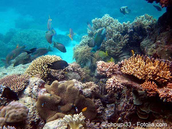 Les Australiens s’attaquent une fois de plus à la Grande Barrière de corail